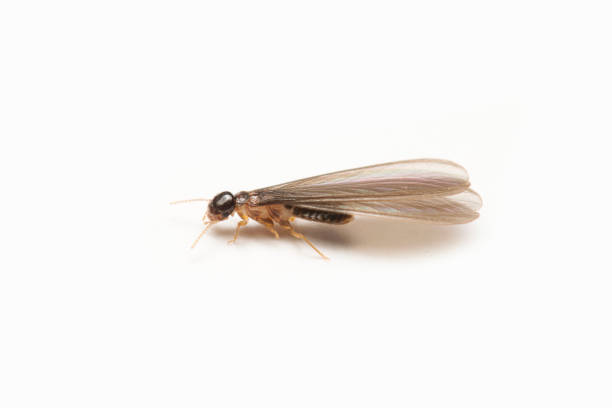 alates o termite volante su sfondo bianco. - termite foto e immagini stock