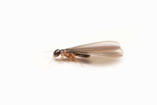 Side View Of A Fly Isolated On A White Background