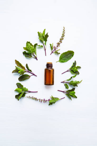 istock Holy Basil Essential Oil in a Glass Bottle with Fresh Holy Basil on white background. 954074586