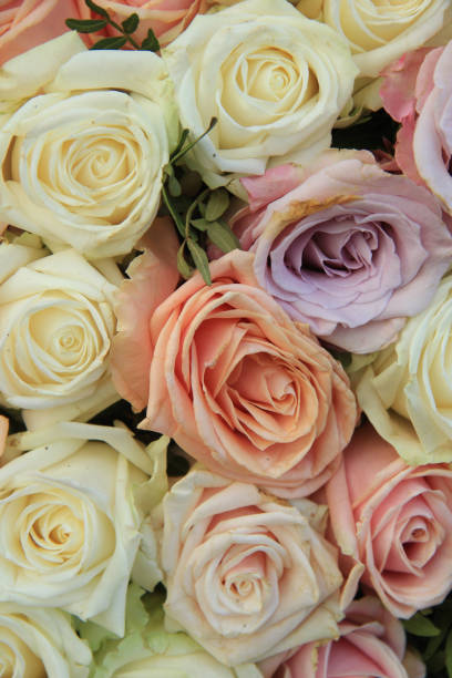 istock Pastel roses in a wedding arrangement 954077106