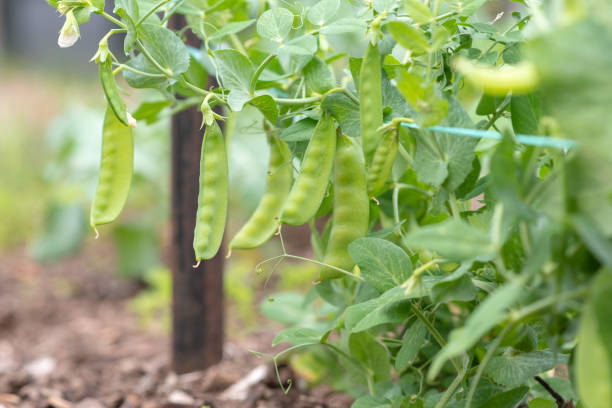 Snow peas growing in garden Close up of snow peas growing in garden (selective focus) Sugar Snap Peas stock pictures, royalty-free photos & images