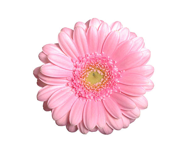 Pink gerbera isolated stock photo