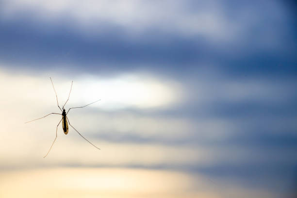 Crane fly in the cloudy soft sky background Tipulidae