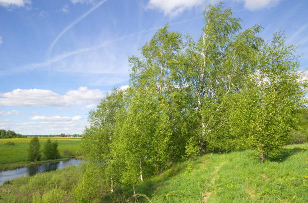 istock Spring landscape with trees by the river on a Sunny day 954081872