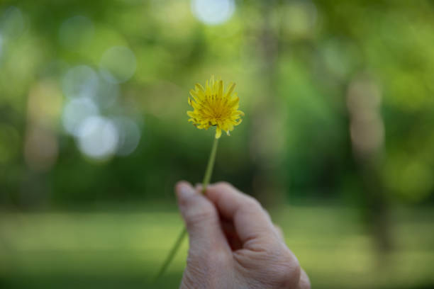 Round frame of spring yellow dandelion flowers isolated on white background. Wreath. Natural pattern.