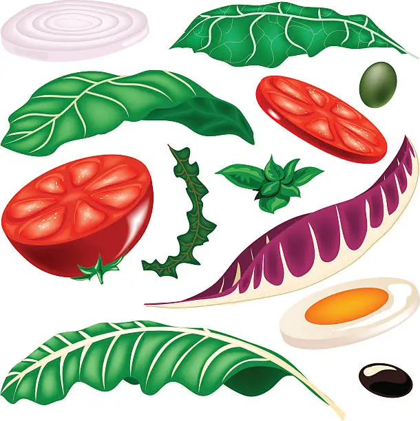 Vector illustration of Salad Elements Set