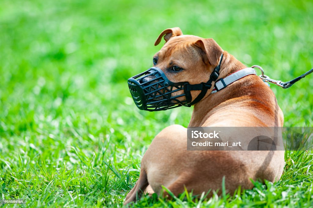 Pitbull terrier portrait Pitbull terrier in muzzle on a leash Restraint Muzzle Stock Photo