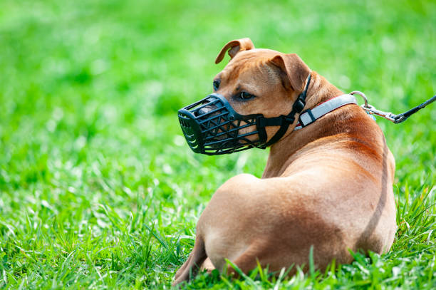 Pitbull terrier portrait Pitbull terrier in muzzle on a leash restraint muzzle photos stock pictures, royalty-free photos & images