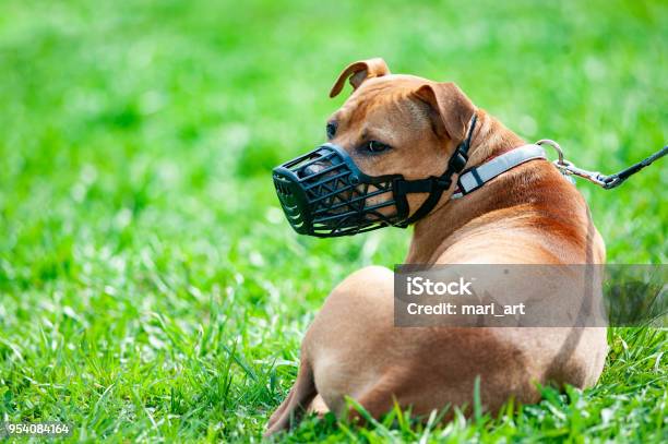 Pitbull Terrier Portrait Stock Photo - Download Image Now - Restraint Muzzle, Dog, Danger