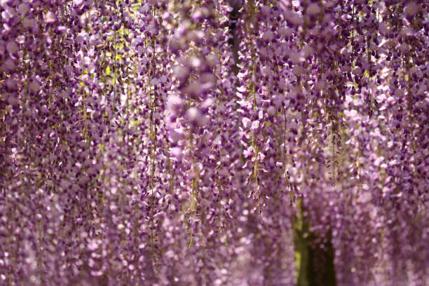 istock Wisteria flower in full bloom 954087444