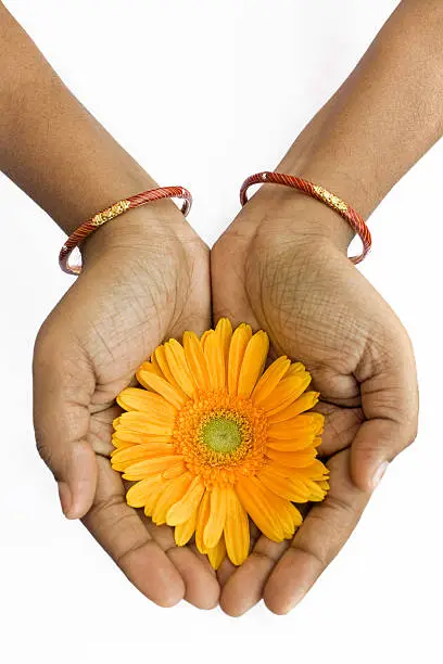 A beautiful image of Gerbera in indian female hands with bangles on isolated background.