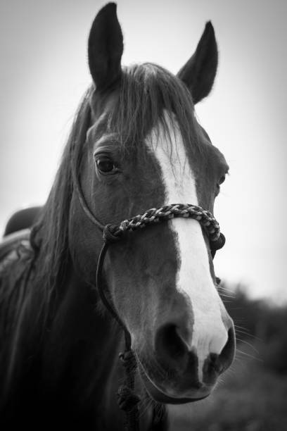 istock Horse Close up-  Israel 954088544