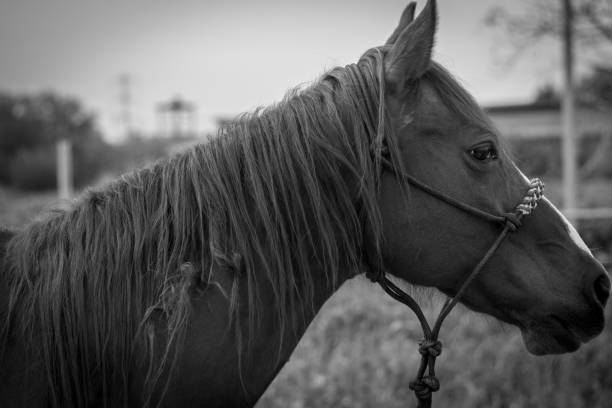 istock Horse Close up-  Israel 954088586