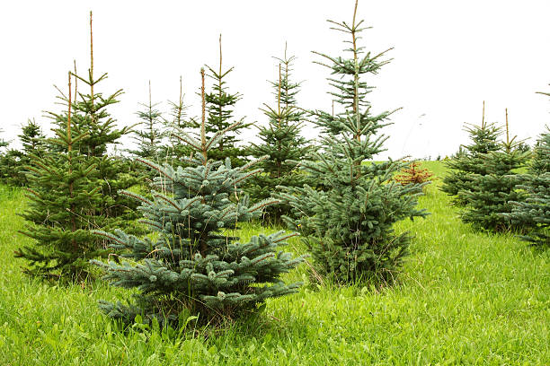 Christmas trees growing stock photo