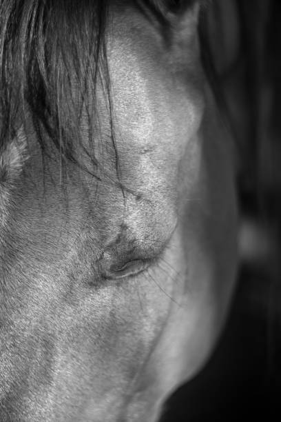 istock Horse Close up-  Israel 954089228