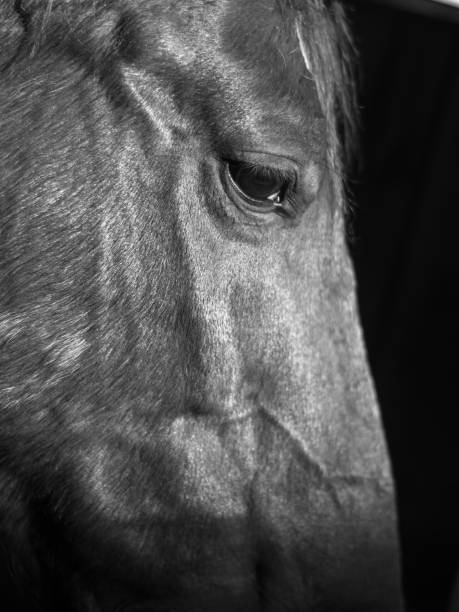 istock Horse Close up-  Israel 954089274