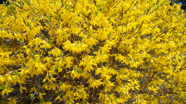 istock The forsythia blooming in the park 954089982