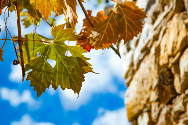Rich colored vine leaves on a sunny autumn day