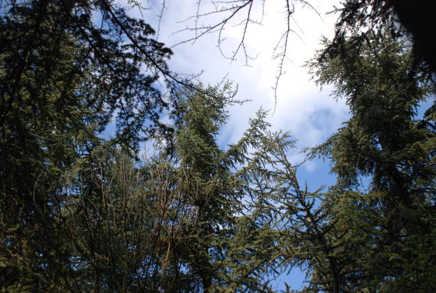 istock kosutnjak park belgrade 954090920