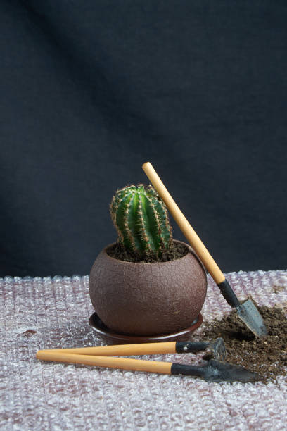 istock Cactus homeplant on the table with garden tools 954090942