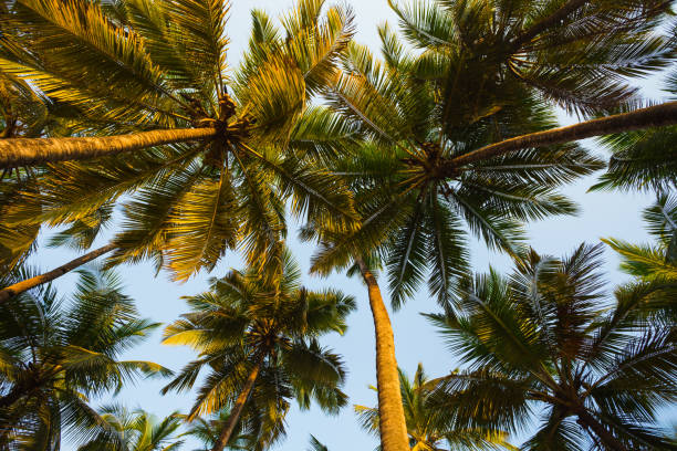 istock Green palm trees against the blue sky 954094976