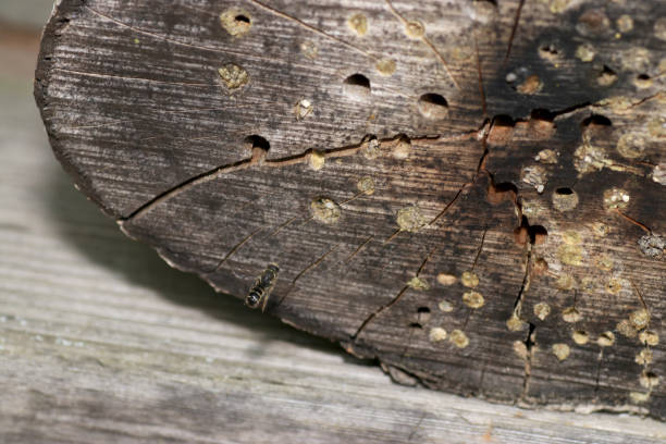 istock An insect hotel or insect house 954096536