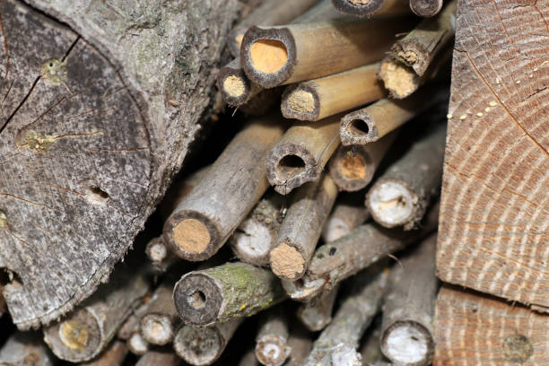 istock An insect hotel or insect house 954097464