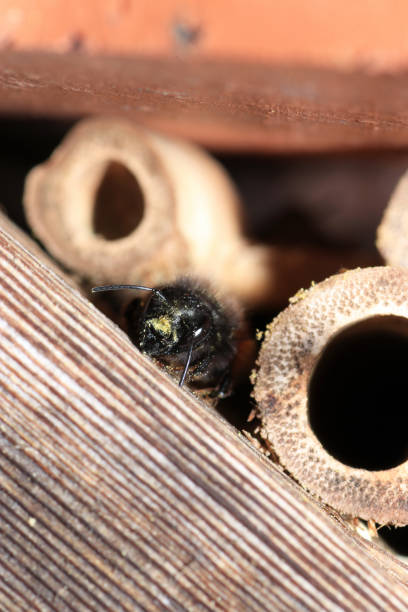 istock An insect hotel or insect house 954099334