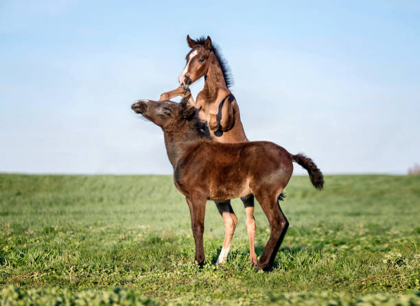 istock Two foals playing together on the maedow. 954108744