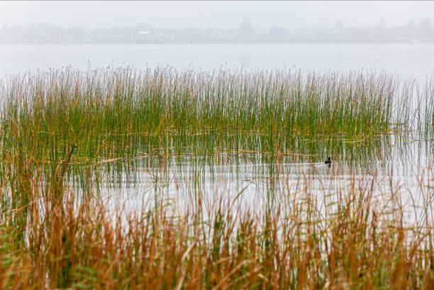 Reeds in the mist: lakeside reed clumps on grey, misty morning with small ducks, focus on center frame: Murray-Darling River system