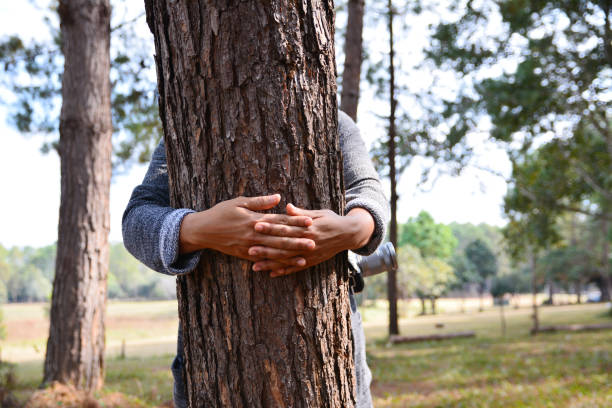 istock Women hand Hug tree in the forest 954110642