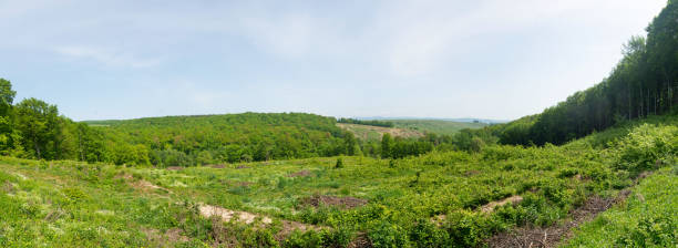 istock Environment destruction Clear-cutting mixed forest in Romania. 954111098