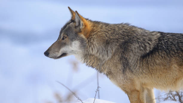 istock italian wildlife 954111418