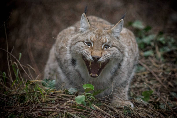 istock italian wildlife 954111912