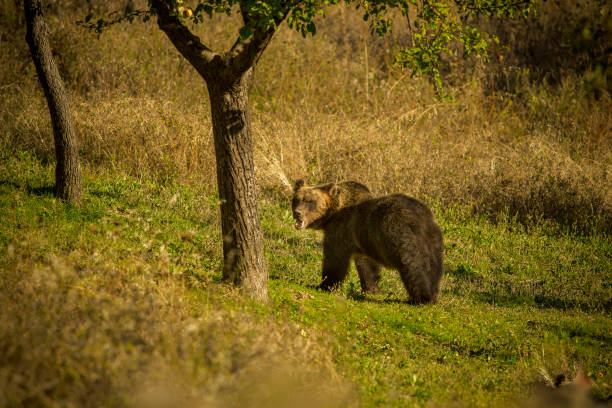 istock italian wildlife 954111952