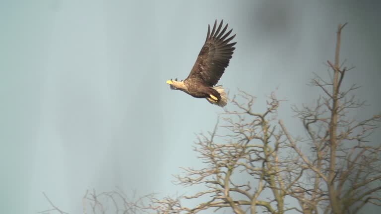 White-tailed eagle (Haliaeetus albicilla) flies over dead trees