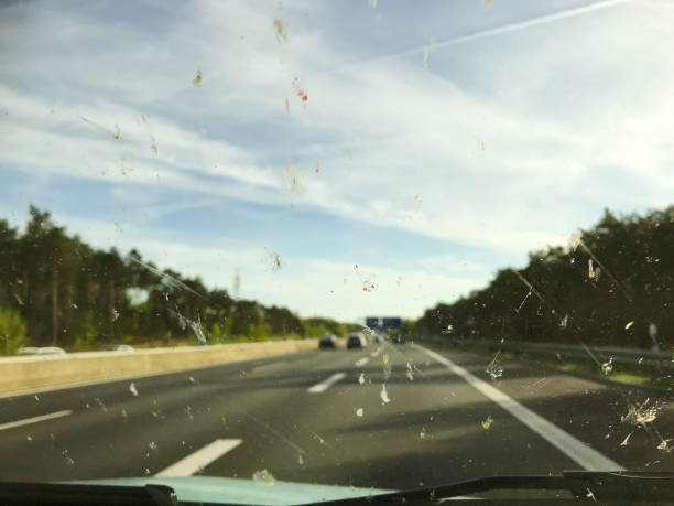 esparramadas insetos em um para-brisa com fundo de auto-estrada alemã - animal em via de extinção - fotografias e filmes do acervo