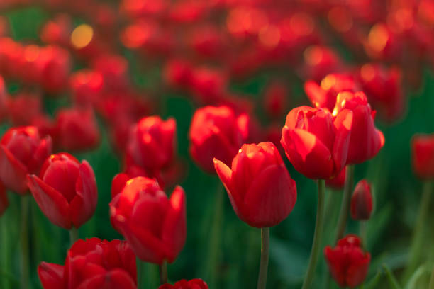 Colorful flowers growing in an agricultural field, Almere, Flevoland, The Netherlands, April 8, 2025