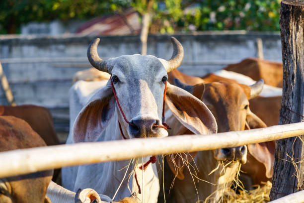 istock Cows in outdoor farm 954121966