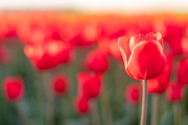 istock Blooming red tulips in a field during sunset in Holland 954121996