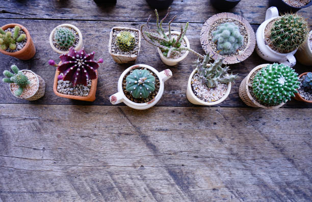istock cactus in vase plant 954124436