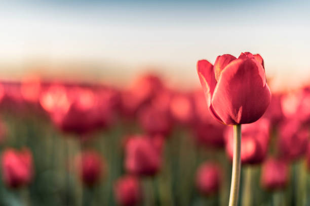 istock Blooming red tulips in a field during sunset in Holland 954124444