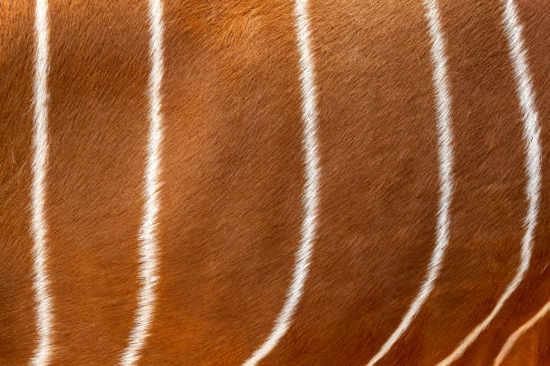 ボンゴ毛皮パターンや背景のテクスチャ。アンテロープ ボンゴ肌。 - 動物 ボンゴ ストックフォトと画像