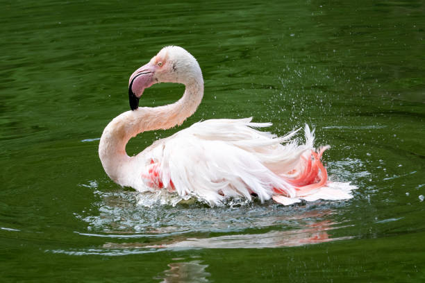 istock Pink flamingo (Phoenicopterus roseus) bathing 954129586