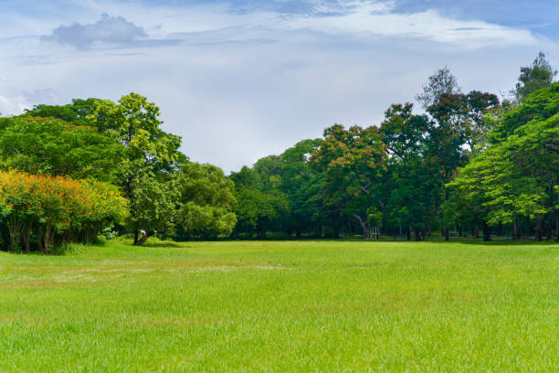 istock Green tree in a beautiful park garden 954130372