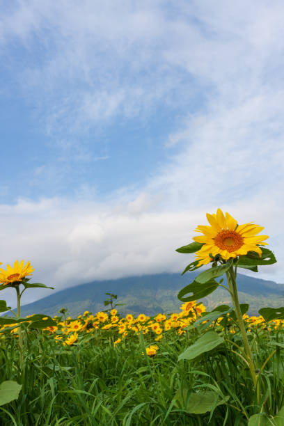 istock Autumn flowers in Niseko 954131500