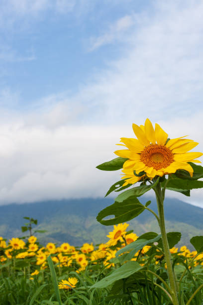 istock Autumn flowers in Niseko 954131512
