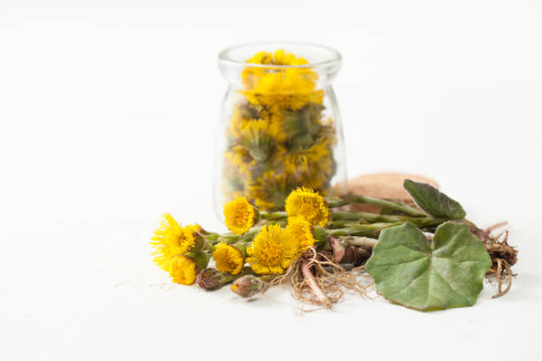 Medicinal plants of spring in folk medicine. Primroses for immunity and in recipes of cookery. Copy space text.