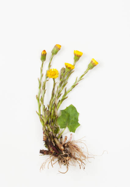 istock Coltsfoot with leaves and root on white background 954132428