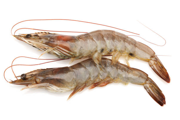 istock Fresh vannamei shrimp on white background 954135916
